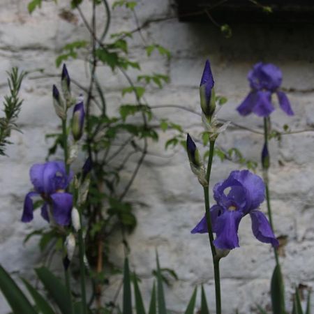 B&B Les Iris Bruxelles Esterno foto
